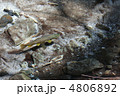 ニジマス