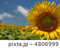 青空の下のひまわり