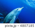 イルカ イルカ