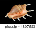4807682