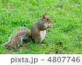 リス 芝生 食べる