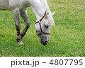 馬 野生動物 馬の