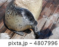 ゴマアザラシ