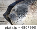 ゴマアザラシ