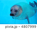 ゴマアザラシ