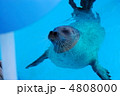 ゴマアザラシ