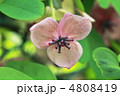 アケビの花