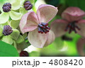 アケビの花
