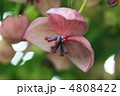 アケビの花