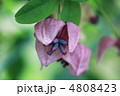 アケビの花
