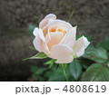 バラのつぼみ