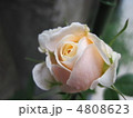 バラのつぼみ
