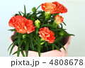 オレンジ色のカーネーション