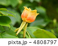 ユリノキの花