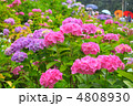 紫陽花の花