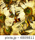 4809811