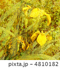 4810182