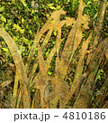 4810186