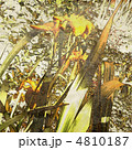 4810187