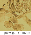 4810203