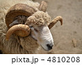 羊