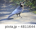 アルビノカラス