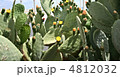 アリゾナ州 とげ 春