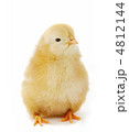 動物 日常生活 自然