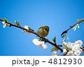 メジロ