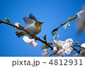 メジロ