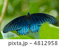 世界 インドネシア 葉