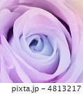 4813217