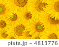 4813776