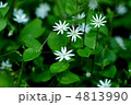 ヤマハコベ