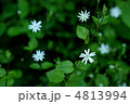 ヤマハコベ