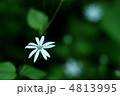 ヤマハコベ
