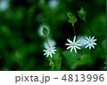 ヤマハコベ ヤマハコベ