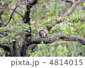 動物