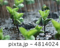 枝豆の発芽 枝豆の発芽