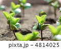 枝豆の発芽 枝豆の発芽