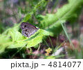 ヒメウラナミジャノメ ヒメウラナミジャノメ