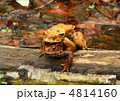 ヒキガエル ヒキガエル
