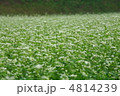 そば