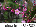 梅の花 梅の花