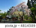 大星神社の枝垂れ桜