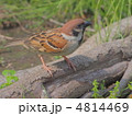 チュン、チュン チュン、チュン