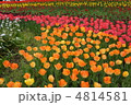 チューリップの花園
