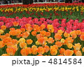 チューリップの花園