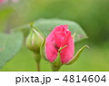 薔薇のつぼみ
