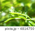 並んだ水滴
